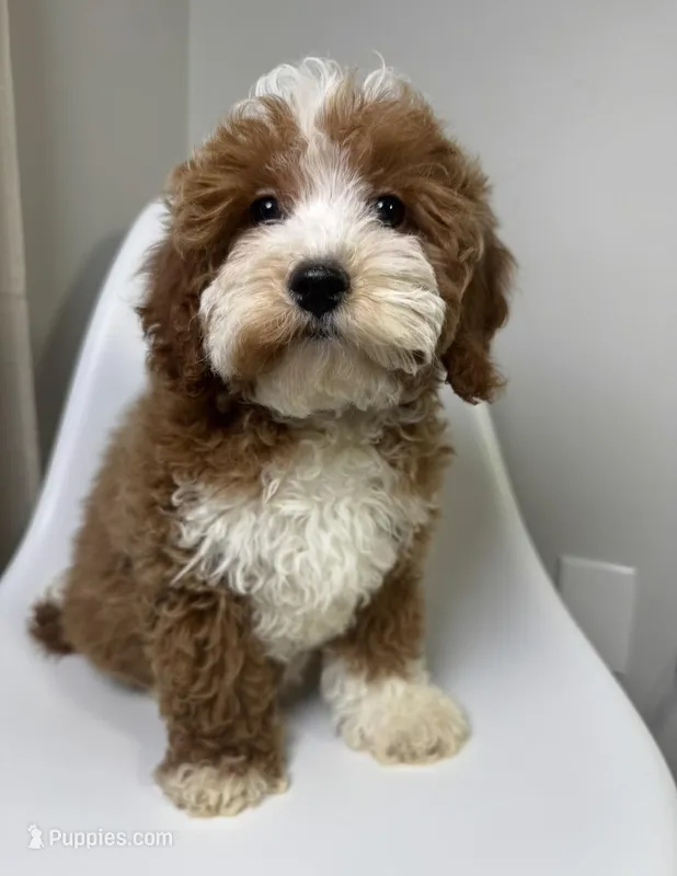 Doodle – Cavapoo puppy for sale in Louisville, KY
