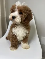 Doodle, a male Cavapoo for sale in Louisville, KY – Photo 2 of 10