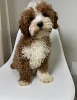 Doodle, a male Cavapoo for sale in Louisville, KY – Photo 3 of 10