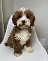 Doodle, a male Cavapoo for sale in Louisville, KY – Photo 4 of 10