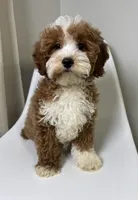 Doodle, a male Cavapoo for sale in Louisville, KY – Photo 7 of 10