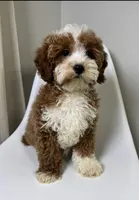 Doodle, a male Cavapoo for sale in Louisville, KY – Photo 8 of 10