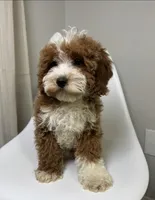 Doodle, a male Cavapoo for sale in Louisville, KY – Photo 10 of 10