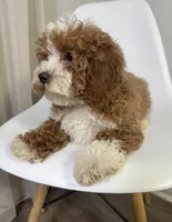 Doodle, a male Cavapoo for sale in Louisville, KY – Photo 6 of 10