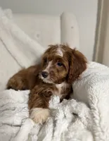 Finn, a male Cavapoo for sale in Louisville, KY – 4 of 5