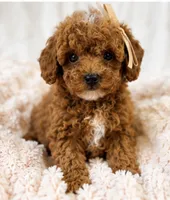 Millie-tiny 1.6 lbs , a female Poodle - Toy  for sale in Louisville, KY – 4 of 9