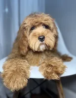 Grant, a male Cavapoo for sale in Louisville, KY – 2 of 6