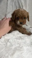 Apollo, a male Cavapoo for sale in Louisville, KY – 8 of 8