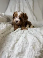 Orion, a male Cavapoo for sale in Louisville, KY – 9 of 10