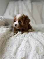 Orion, a male Cavapoo for sale in Louisville, KY – 4 of 10