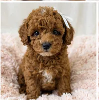 Honey-deep red 2.6 lbs , a female Poodle - Toy  for sale in Louisville, KY – 4 of 7