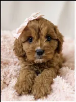 Daisy, a female Cavapoo for sale in Louisville, KY – 7 of 10