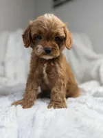 Apollo, a male Cavapoo for sale in Louisville, KY – 6 of 8