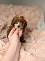 Marley, a female Cavapoo for sale in Louisville, KY – 10 of 10