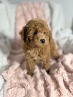 Grace, a female Poodle - Toy  for sale in Louisville, KY – 3 of 10