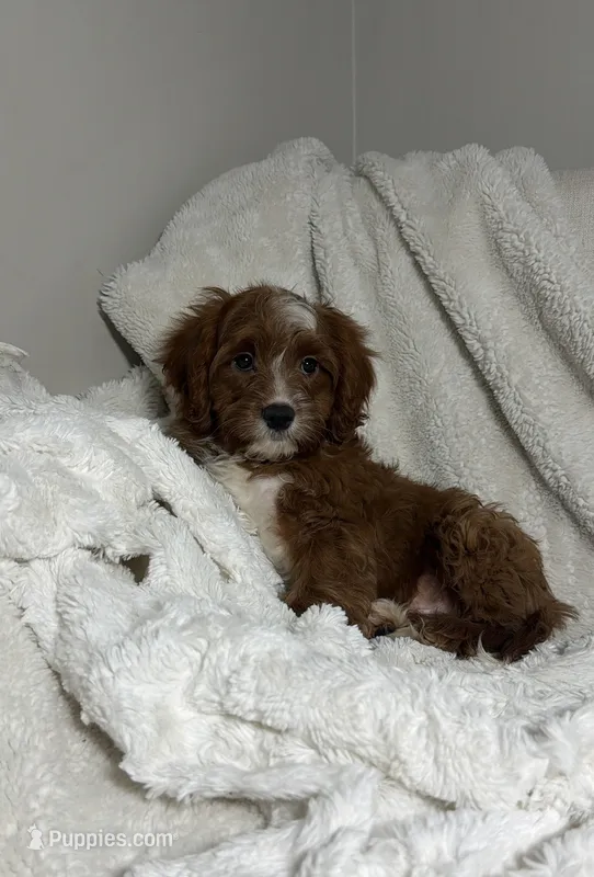 Finn, a male Cavapoo for sale in Louisville, KY – 1 of 5
