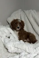 Finn, a male Cavapoo for sale in Louisville, KY – 1 of 5