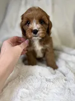 Atlas, a male Cavapoo for sale in Louisville, KY – 1 of 9