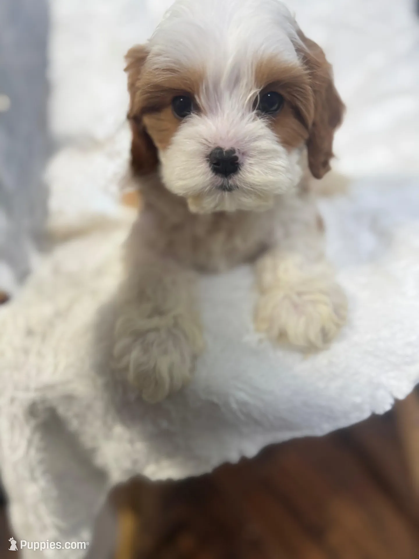 crew, a male Cavapoo for sale in Louisville, KY – Photo 2 of 10