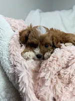Caramel 🎀, a female Cavapoo for sale in Louisville, KY – 2 of 10