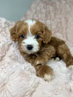 Nova , a female Cavapoo for sale in Louisville, KY – 2 of 8