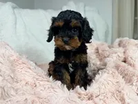 Tootsie 🎀, a female Cavapoo for sale in Louisville, KY – 9 of 10