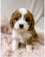 Maisie, a female Cavapoo for sale in Louisville, KY – 6 of 7