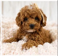 Millie-tiny 1.6 lbs , a female Poodle - Toy  for sale in Louisville, KY – 3 of 9