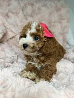 Remi, a female Cavapoo for sale in Louisville, KY – 4 of 10