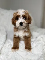 Milo , a male Cavapoo for sale in Louisville, KY – 10 of 10