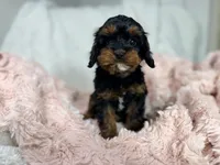 Tootsie 🎀, a female Cavapoo for sale in Louisville, KY – 7 of 10