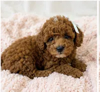Honey-deep red 2.6 lbs , a female Poodle - Toy  for sale in Louisville, KY – 7 of 7