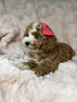 Remi, a female Cavapoo for sale in Louisville, KY – 6 of 10