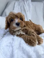 Pluto, a male Cavapoo for sale in Louisville, KY – 5 of 9
