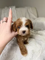 Orion, a male Cavapoo for sale in Louisville, KY – 2 of 10