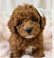 Honey-deep red 2.6 lbs , a female Poodle - Toy  for sale in Louisville, KY – 2 of 7
