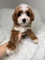 Milo , a male Cavapoo for sale in Louisville, KY – 8 of 10