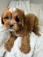 Cosmo, a male Cavapoo for sale in Louisville, KY – 3 of 8