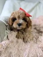 Vannah, a female Cavapoo for sale in Louisville, KY – 3 of 10