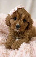 Daisy, a female Cavapoo for sale in Louisville, KY – 3 of 10