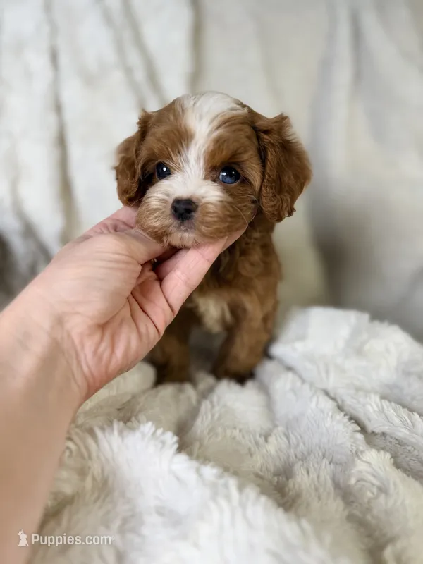 Orion – Cavapoo puppy for sale in Louisville, KY