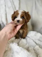 Orion, a male Cavapoo for sale in Louisville, KY – 1 of 10