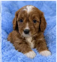 Teddy , a male Cavapoo for sale in Louisville, KY – 2 of 7