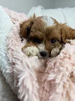 Caramel 🎀, a female Cavapoo for sale in Louisville, KY – 10 of 10