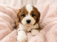 Maisie, a female Cavapoo for sale in Louisville, KY – 1 of 7