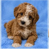 Milo, a male Poodle - Toy  for sale in Louisville, KY – 1 of 8