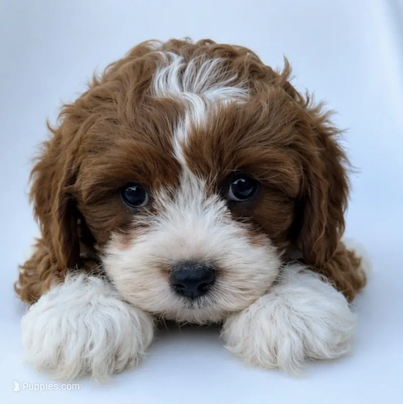 Wally – Cavapoo puppy for sale in Louisville, KY