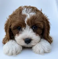 Wally, a male Cavapoo for sale in Louisville, KY – 1 of 8