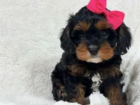 Hershey 🍫🎀, a female Cavapoo for sale in Louisville, KY – 8 of 10