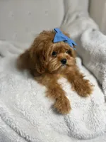 Bubbles—tiny toy cavapoo, a female Cavapoo for sale in Louisville, KY – 2 of 6